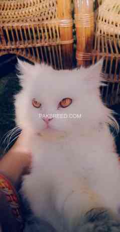 persian-cat-doll-face-big-0