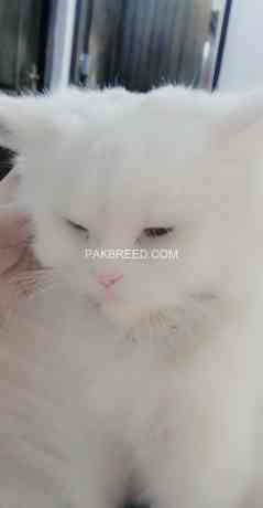 persian-cat-doll-face-big-4