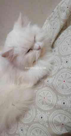 persian-cat-doll-face-big-1