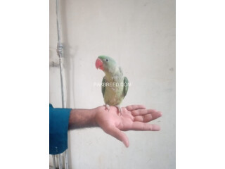 Raw parrot chick 6 month old