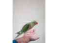 raw-parrot-chick-6-month-old-small-1