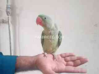 raw-parrot-chick-6-month-old