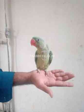 raw-parrot-chick-6-month-old-big-0