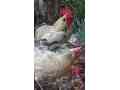 1-desi-hen-with-2-desi-chickens-small-2