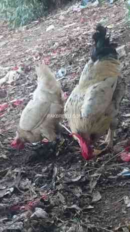 1-desi-hen-with-2-desi-chickens-big-4