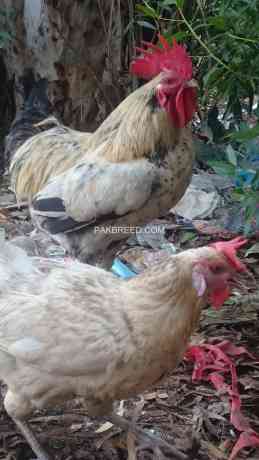 1-desi-hen-with-2-desi-chickens-big-2