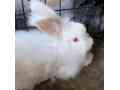 english-angora-rabbit-small-0