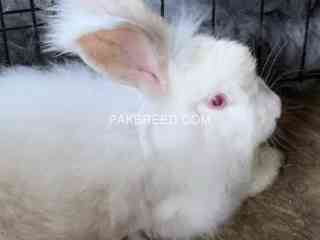 english-angora-rabbit