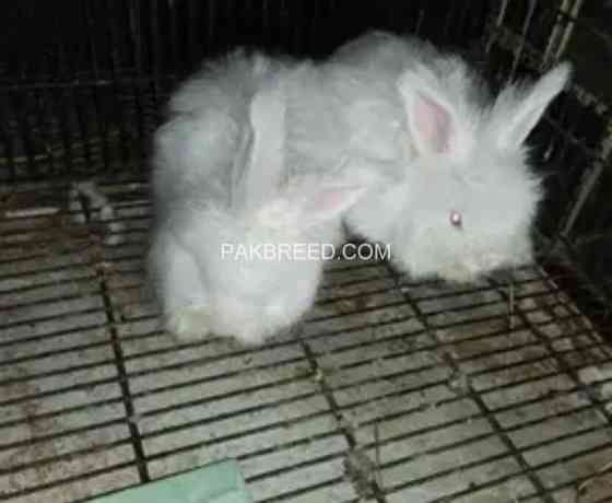 english-angora-rabbit-big-1