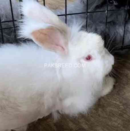 english-angora-rabbit-big-0