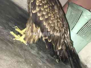 the-wedge-tailed-eagle-is-the-largest-bird-of-prey