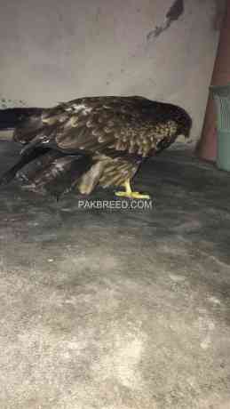 the-wedge-tailed-eagle-is-the-largest-bird-of-prey-big-4