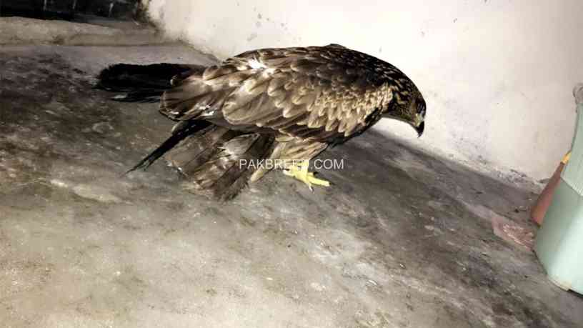 the-wedge-tailed-eagle-is-the-largest-bird-of-prey-big-3