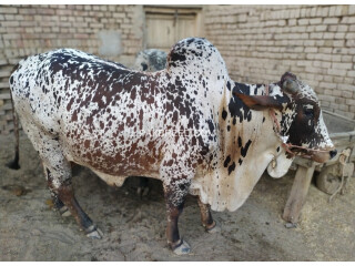 Bull For Qurbani Sale