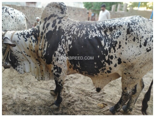 Bull For Qurbani Sale
