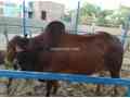 bull-for-qurbani-sale-small-2