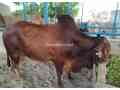 bull-for-qurbani-sale-small-1