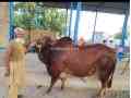 bull-for-qurbani-sale-small-0