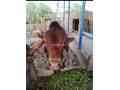 bull-for-qurbani-sale-small-3