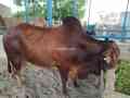 bull-for-qurbani-sale-small-4