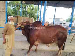 bull-for-qurbani-sale