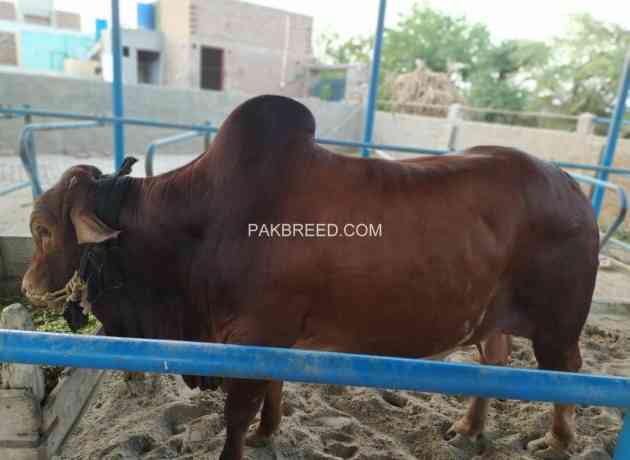 bull-for-qurbani-sale-big-2