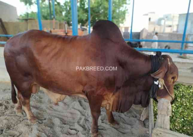 bull-for-qurbani-sale-big-1