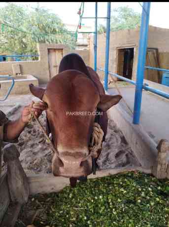 bull-for-qurbani-sale-big-3