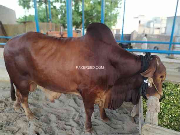 bull-for-qurbani-sale-big-4