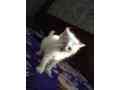 beautifull-persian-kittens-small-1