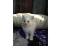 beautifull-persian-kittens-small-0