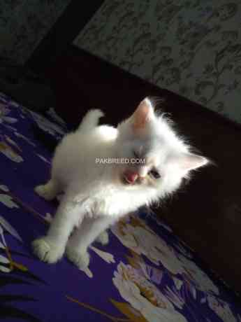 beautifull-persian-kittens-big-1