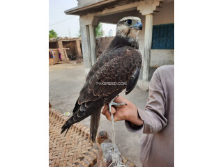 Lager Falcon male and female available