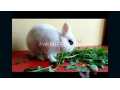 hotot-rabbits-small-0