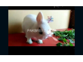 hotot-rabbits-small-1