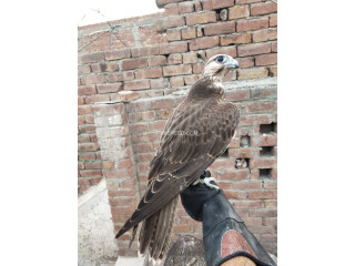 Lager Falcon male and female available