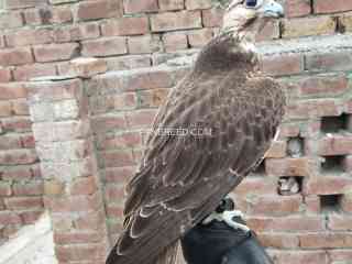 lager-falcon-male-and-female-available