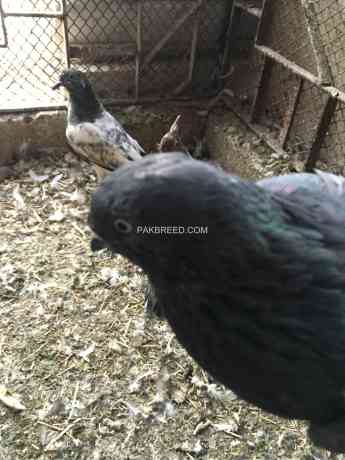 shahjahan-puri-pigeon-big-2