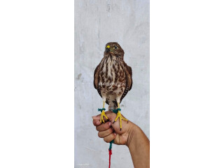 Hinting trained falcon