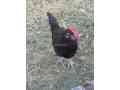 australorp-chicks-90-days-old-550-f1-breed-f-kashmir-small-3