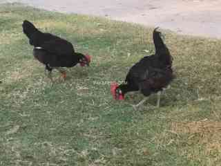 australorp-chicks-90-days-old-550-f1-breed-f-kashmir