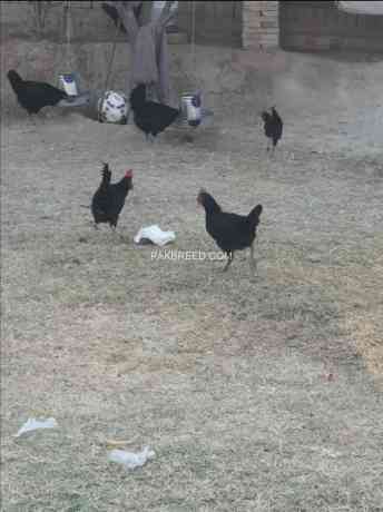 australorp-chicks-90-days-old-550-f1-breed-f-kashmir-big-4