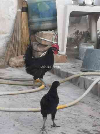 australorp-chicks-90-days-old-550-f1-breed-f-kashmir-big-1