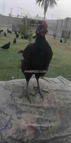 australorp-chicks-90-days-old-550-f1-breed-f-kashmir-big-2