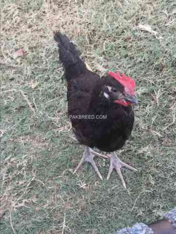 australorp-chicks-90-days-old-550-f1-breed-f-kashmir-big-3