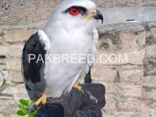 south-african-red-eye-eagle