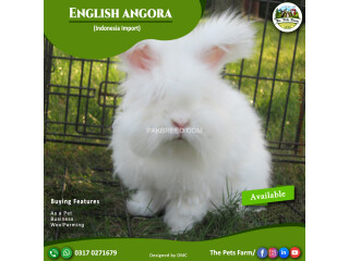 English Angora Rabbit Full Face Imported Indonesian Bloodline Adult Pair For Sale