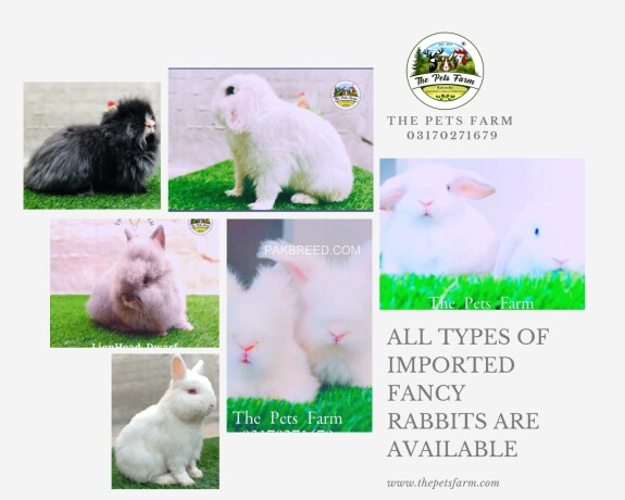 english-angora-rabbit-full-face-imported-indonesian-bloodline-adult-pair-for-sale-big-3