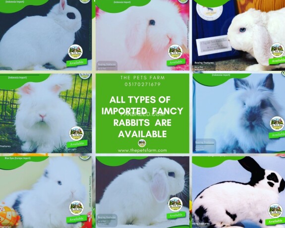 english-angora-rabbit-full-face-imported-indonesian-bloodline-adult-pair-for-sale-big-2
