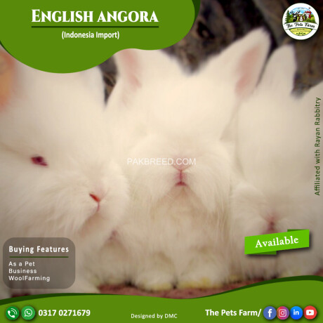english-angora-rabbit-full-face-imported-indonesian-bloodline-adult-pair-for-sale-big-1